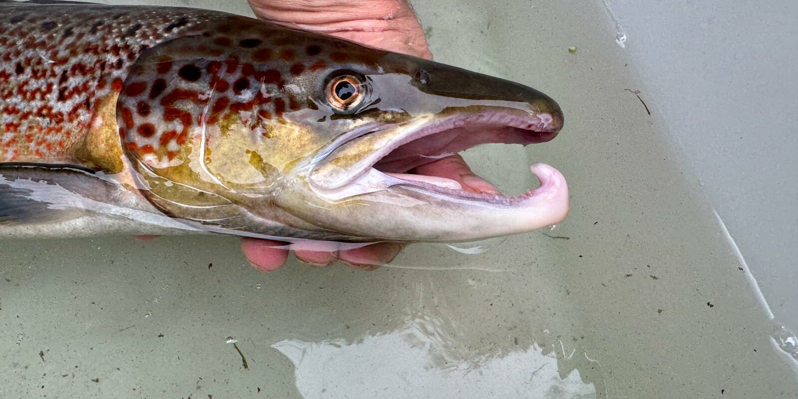 IMG-20241102-WA0014 (1)